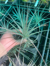 Load image into Gallery viewer, Air Plant - Tillandsia No16 gardneri
