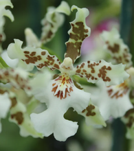 Load image into Gallery viewer, Flask - Oncidium Speckle Spire 'Snowflake'

