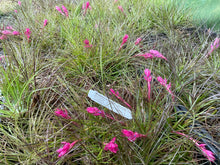 Load image into Gallery viewer, Air Plant - Tillandsia - *IN SPIKE/FLOWER* - No9 stricta
