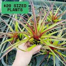 Load image into Gallery viewer, Air Plant - Tillandsia No5 variabilis
