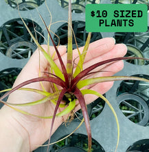 Load image into Gallery viewer, Air Plant - Tillandsia No5 variabilis
