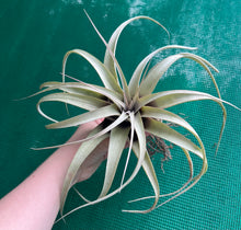 Load image into Gallery viewer, Air Plant - Tillandsia No55 xerographica ($80) *SPECIAL*
