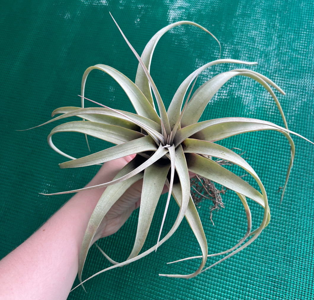 Air Plant - Tillandsia No55 xerographica ($80) *SPECIAL*