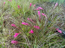 Load image into Gallery viewer, Air Plant - Tillandsia - *IN SPIKE/FLOWER* - No9 stricta
