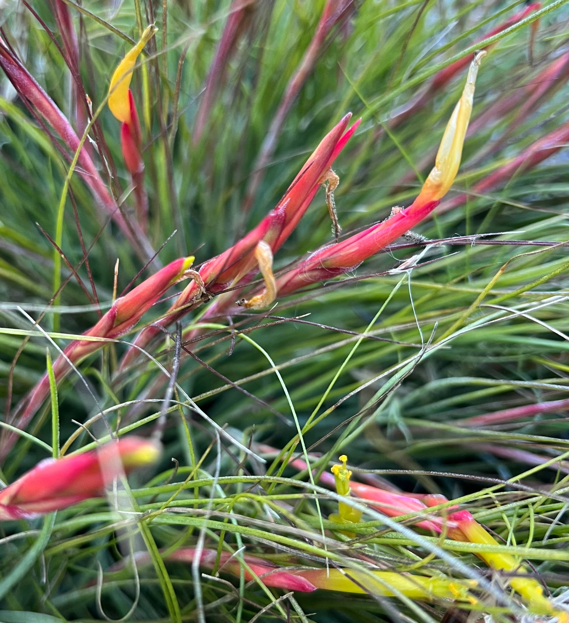 schiedeana air plant Air Plant