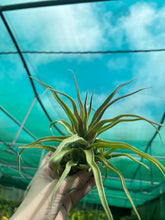 Load image into Gallery viewer, Air Plant - Tillandsia No41 streptophylla ‘giant’
