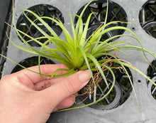 Load image into Gallery viewer, Air Plant - Tillandsia No23
