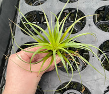 Load image into Gallery viewer, Air Plant - Tillandsia No23
