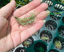 Load image into Gallery viewer, Air Plant - Tillandsia No8 tricholepsis
