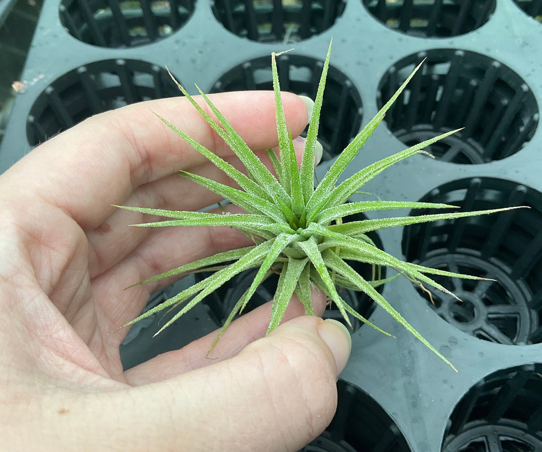 Air Plant - Tillandsia No22