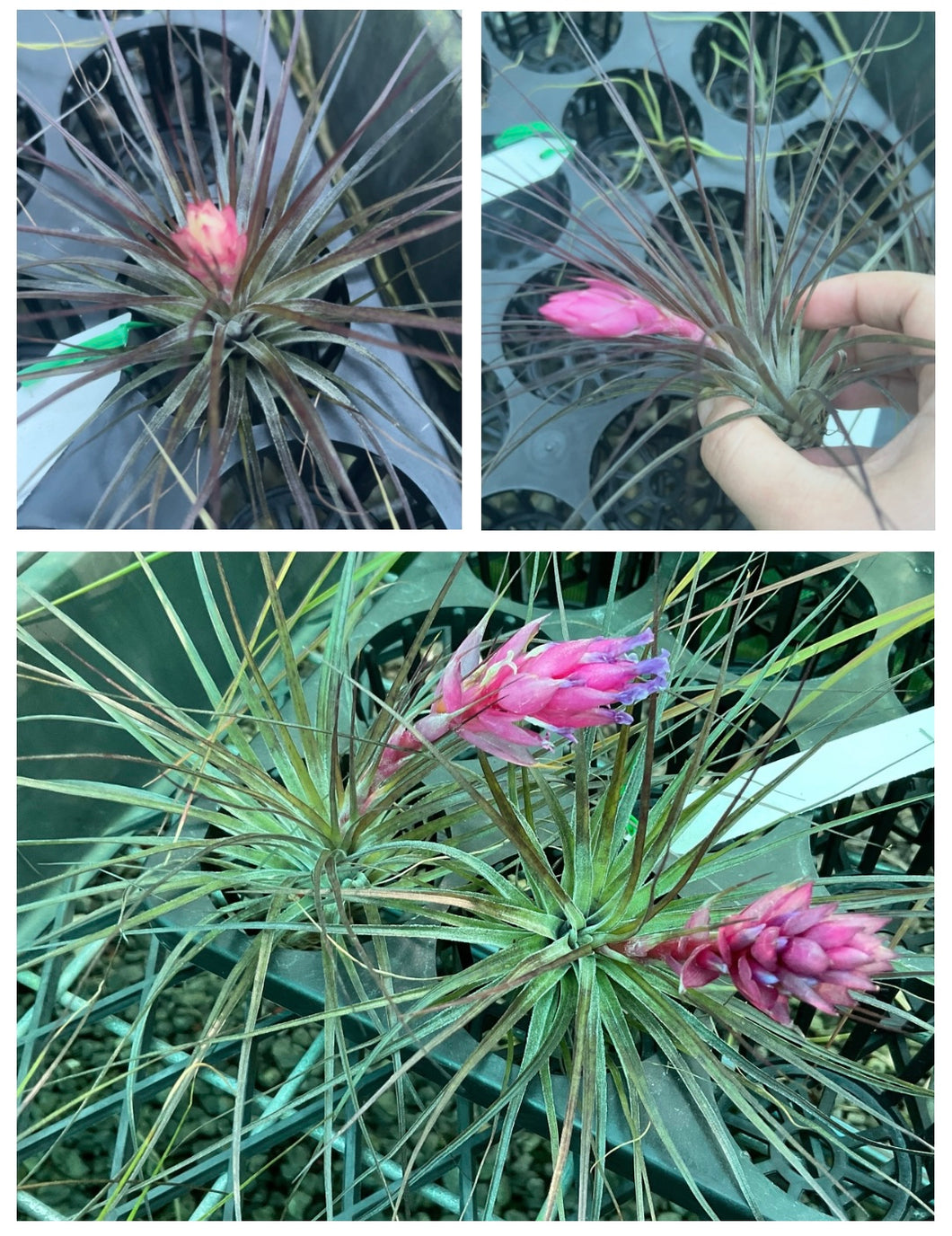 Air Plant - Tillandsia No9 nigra (stricta ‘dark’)