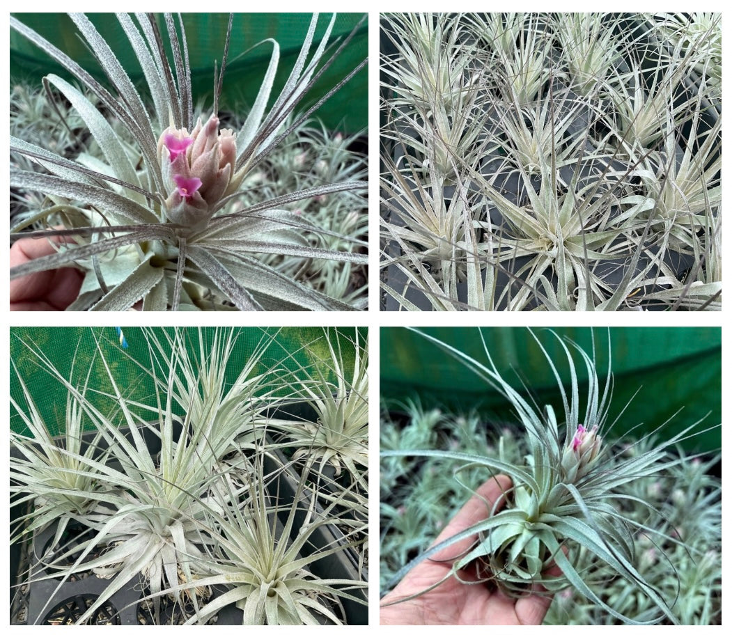 Air Plant - Tillandsia No16 gardneri