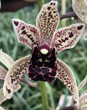 Load image into Gallery viewer, 70mm pot - Cymbidium Funky Devon &#39;Gerard&#39;
