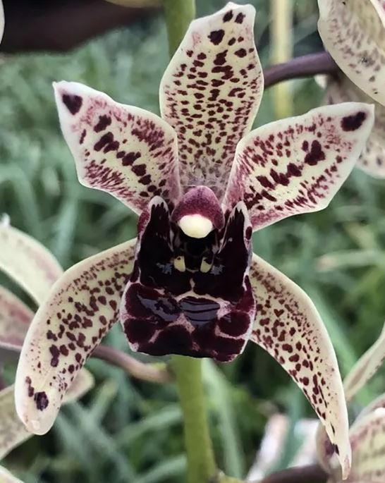 70mm pot - Cymbidium Funky Devon 'Gerard'