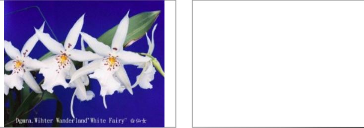 Flask - Oncidium Degarmoara Winter Wonderland 'White Fairy'