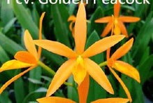 Load image into Gallery viewer, Flask - Cattleya Golden Peacock
