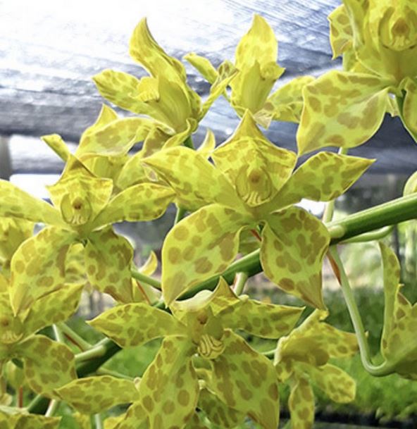 Orchid Seedling 50mm Pot size - Grammatophyllum Pakkret Leo Sabre