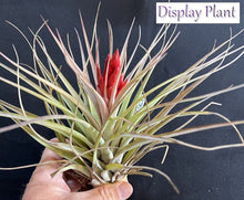 Load image into Gallery viewer, Air Plant Tillandsia - No51 Hal’s Nidus
