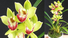 Load image into Gallery viewer, Orchid Seedling 50mm Pot Size - Cymbidium Happy Days &#39;Green Dragon&#39; (variegated leaves)
