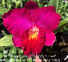 Load image into Gallery viewer, Flask - Cattleya Rlc(California Queen &#39;Red Angel&#39; x Happy Sunset &#39;Happy Sunset&#39;

