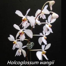 Load image into Gallery viewer, Flask - Vanda Holcoglossum wangii species
