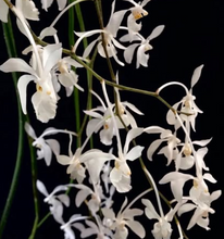 Load image into Gallery viewer, Orchid Seedling 50mm Pot size - Vanda Holcoglossum subulifolium x V limbata
