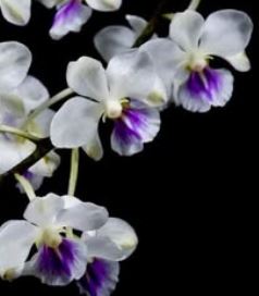 Flask - Vanda Holcoglossum amesianum species