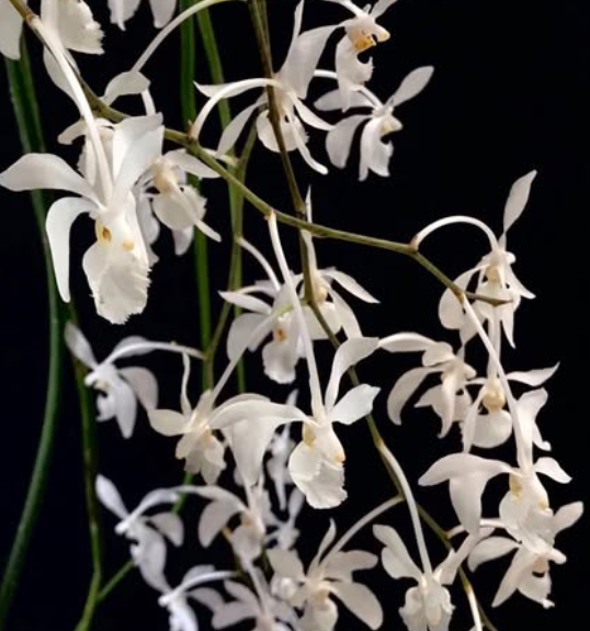 Flask - Vanda Holcoglossum sublifolium x Vanda christensoniana