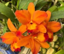 Load image into Gallery viewer, Flask - Cattleya Hsinying Little Sun 'Ching Hua' (Shinfong Little Sun x Hsinying Sunbeam)

