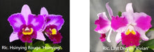 Load image into Gallery viewer, Flask - Cattleya Hsinying Rouge 'Hsinying'x Last Dream 'Vivien'
