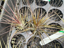 Load image into Gallery viewer, Air Plant - Tillandsia No9 nigra (stricta ‘dark’)
