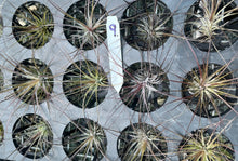 Load image into Gallery viewer, Air Plant - Tillandsia No9 nigra (stricta ‘dark’)
