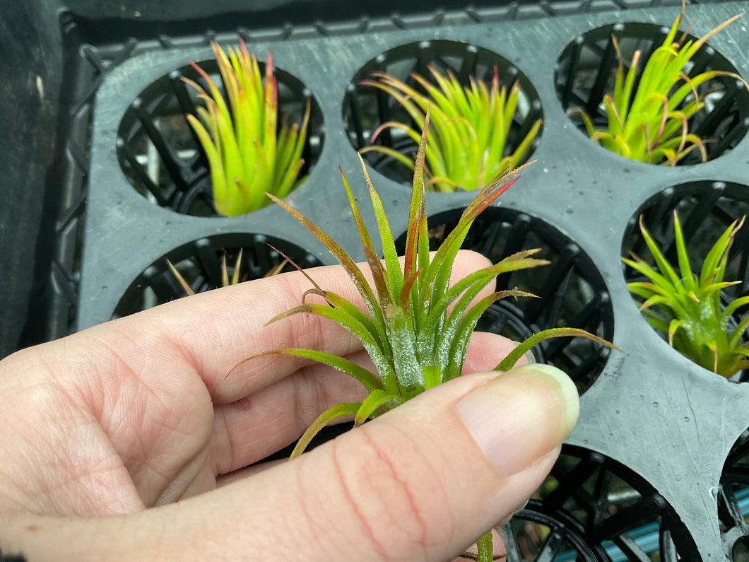 Air Plant - Tillandsia No27 ionantha var (B)