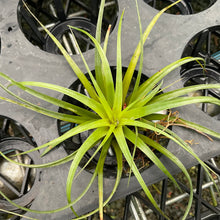 Load image into Gallery viewer, Air Plant - Tillandsia No23
