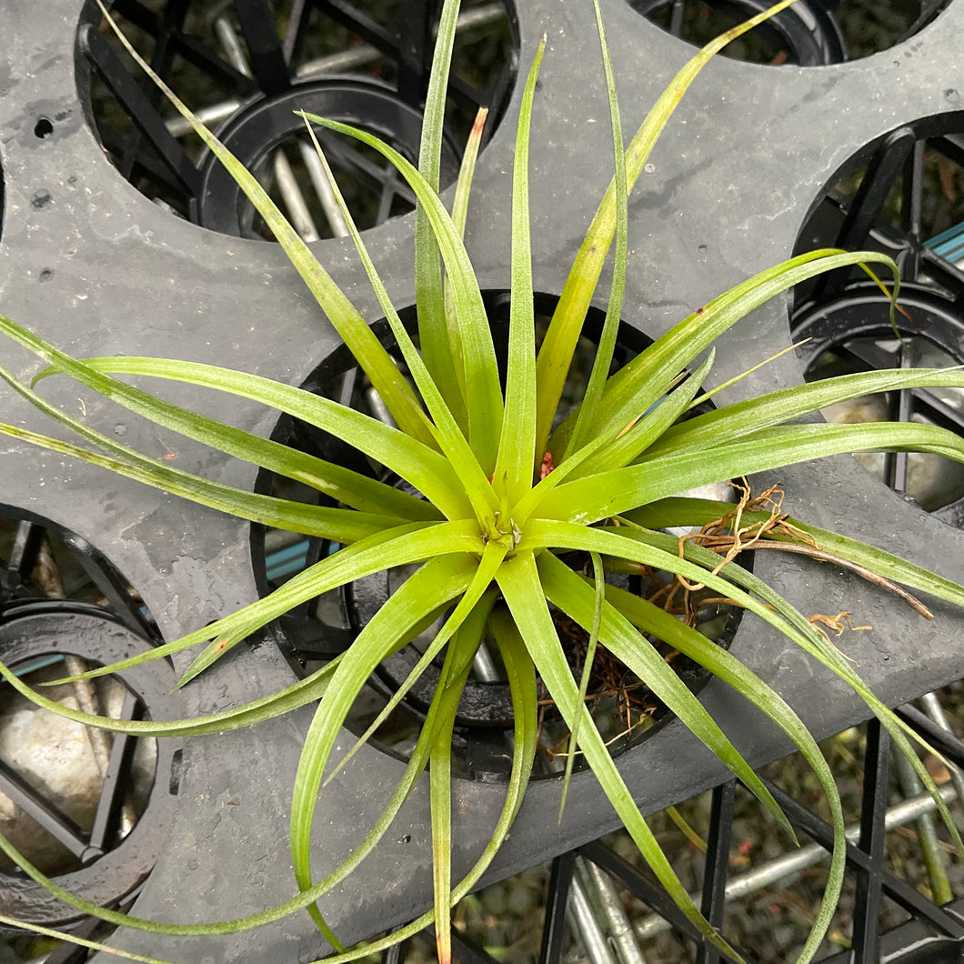 Air Plant - Tillandsia No23