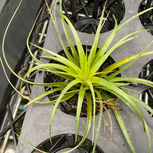 Load image into Gallery viewer, Air Plant - Tillandsia No23
