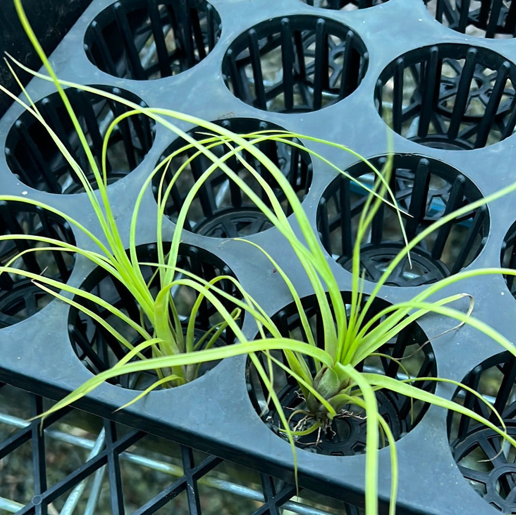 Air Plant - Tillandsia No26 balbisiana var