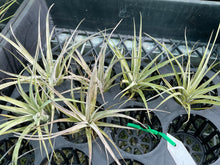 Load image into Gallery viewer, Air Plant - Tillandsia No30
