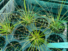 Load image into Gallery viewer, Air Plant - Tillandsia No14
