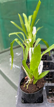 Load image into Gallery viewer, Orchid 50mm Pot Size - Oncidium Wildcat Rainbow
