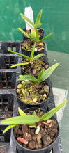 Load image into Gallery viewer, Orchid Seedling 50mm Pot size - Vanda Neof Hsinying Starry (Pinky coerulea x Rhynchostylis gigantea (spots))
