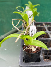 Load image into Gallery viewer, Orchid Seedling 50mm Pot size - Dendrobium Tian Mu Diamond 2 softcane

