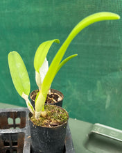 Load image into Gallery viewer, Orchid Seedling  50mm Pot Size - Cattleya Golf Green 'Hair Pig'
