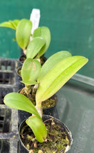 Load image into Gallery viewer, Orchid Seedling  50mm Pot Size - Cattleya Joao Antonio Nicole &#39;Velvet&#39;
