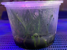 Load image into Gallery viewer, Flask - Vanda falcata &#39;red jewel&#39;
