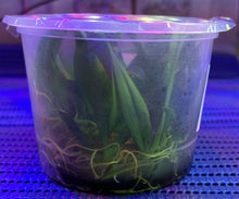 Load image into Gallery viewer, Flask - Rodriguezia lanceolata x sib - Species
