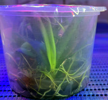 Load image into Gallery viewer, Flask - Rodriguezia lanceolata x sib - Species
