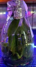 Load image into Gallery viewer, Flask - Phalaenopsis Natasha &#39;Aeiko&#39;
