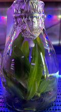 Load image into Gallery viewer, Flask - Phalaenopsis Natasha &#39;Aeiko&#39;
