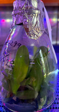 Load image into Gallery viewer, Flask - Phalaenopsis Sogo Pony &#39;Ya&#39;

